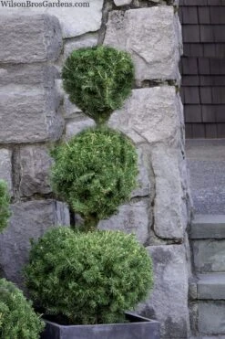 Poodle Tier Dwarf Alberta Spruce 3 Ball Topiary (3-Ball) - 3 Gallon Pot