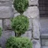 Poodle Tier Dwarf Alberta Spruce Topiary - 5 Gallon Pot -Flowers World Shop dwarf alberta spruce 3 ball poodle tier 12
