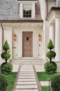 Dwarf Alberta Spruce 2-Ball Cone Topiary - 5 Gallon Pot -Flowers World Shop dwarf alberta spruce 3 ball poodle tier with pyramid1