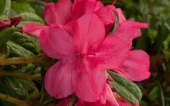 Autumn Jewel Encore Azalea - 1 Gallon Pot -Flowers World Shop encore azalea autumn jewel