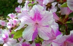 Autumn Twist Encore Azalea - 1 Gallon Pot 9 Autumn Twist Encore Azalea - 1 Gallon Pot -Flowers World Shop encore azalea autumn twist