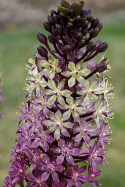 Safari Adventure Pineapple Lily (Eucomis) - 1 Gallon Pot -Flowers World Shop eucomis safari adventure pineapple lily 3