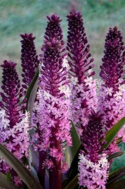 Safari Adventure Pineapple Lily (Eucomis) - 1 Gallon Pot -Flowers World Shop eucomis safari adventure pineapple lily 4