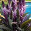 Safari Adventure Pineapple Lily (Eucomis) - 1 Gallon Pot -Flowers World Shop eucomis safari adventure pineapple lily 5