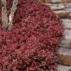 Purple Wintercreeper (Euonymus Fortunei 'Coloratus') - 36 Pack Of Pint Pots -Flowers World Shop euonymus fortunei coloratus purple wintercreeper 8