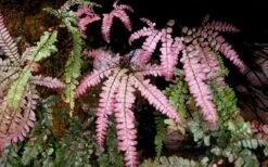 Rosy Pink Maidenhair Fern (Adiantum Hispidulum) - 6 Pack Of 1 Gallon Pots -Flowers World Shop fern rosy maidenhair fern 3
