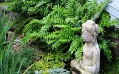 Japanese Holly Fern - Cyrtomium Falcatum 'Rochfordianum' - 2.5 Quart Pot -Flowers World Shop fern20holly203