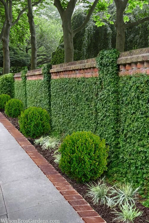 Creeping Fig (Ficus Pumila) - 10 Pack Of Pint Pots 11 Creeping Fig (Ficus Pumila) - 10 Pack Of Pint Pots - Image 9