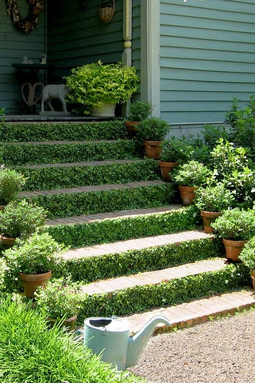 Creeping Fig (Ficus Pumila) - 10 Pack Of Pint Pots 10 Creeping Fig (Ficus Pumila) - 10 Pack Of Pint Pots - Image 8