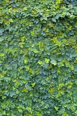 Creeping Fig (Ficus Pumila) - 10 Pack Of Pint Pots 25 Creeping Fig (Ficus Pumila) - 10 Pack Of Pint Pots -Flowers World Shop ficus pumila green creeping fig 106