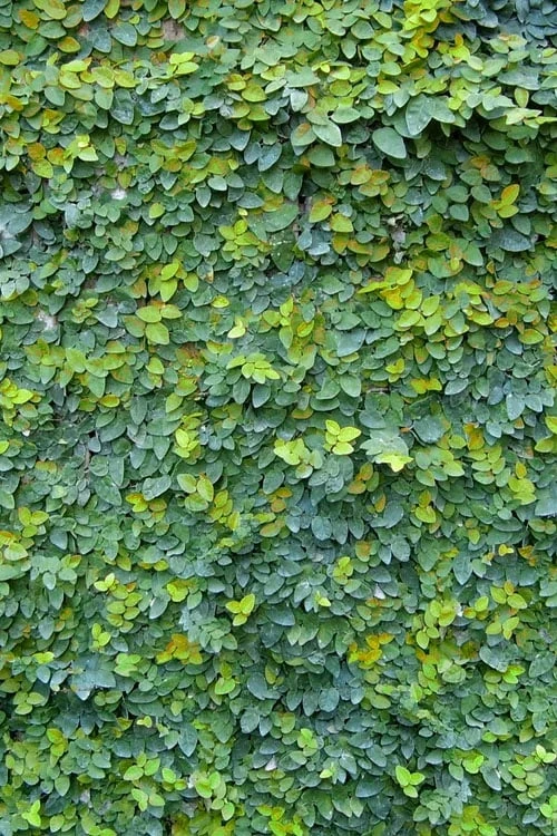 Creeping Fig (Ficus Pumila) - 10 Pack Of Pint Pots 14 Creeping Fig (Ficus Pumila) - 10 Pack Of Pint Pots - Image 12
