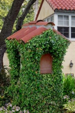 Creeping Fig - Ficus Pumila - 3 Pack Of Pint Pots -Flowers World Shop ficus pumila green creeping fig 107 1