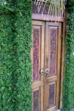 Creeping Fig (Ficus Pumila) - 10 Pack Of Pint Pots 20 Creeping Fig (Ficus Pumila) - 10 Pack Of Pint Pots -Flowers World Shop ficus pumila green creeping fig 108