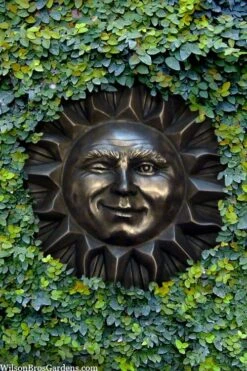 Creeping Fig (Ficus Pumila) - 10 Pack Of Pint Pots 24 Creeping Fig (Ficus Pumila) - 10 Pack Of Pint Pots -Flowers World Shop ficus pumila green creeping fig 110