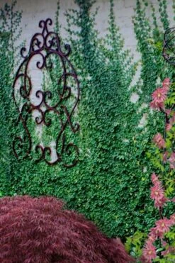 Creeping Fig (Ficus Pumila) - 10 Pack Of Pint Pots 17 Creeping Fig (Ficus Pumila) - 10 Pack Of Pint Pots -Flowers World Shop ficus pumila green creeping fig 112