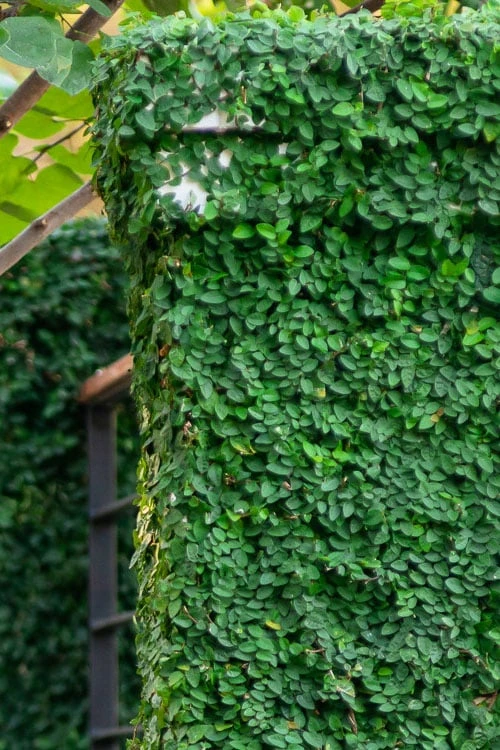 Creeping Fig (Ficus Pumila) - 10 Pack Of Pint Pots 12 Creeping Fig (Ficus Pumila) - 10 Pack Of Pint Pots - Image 10