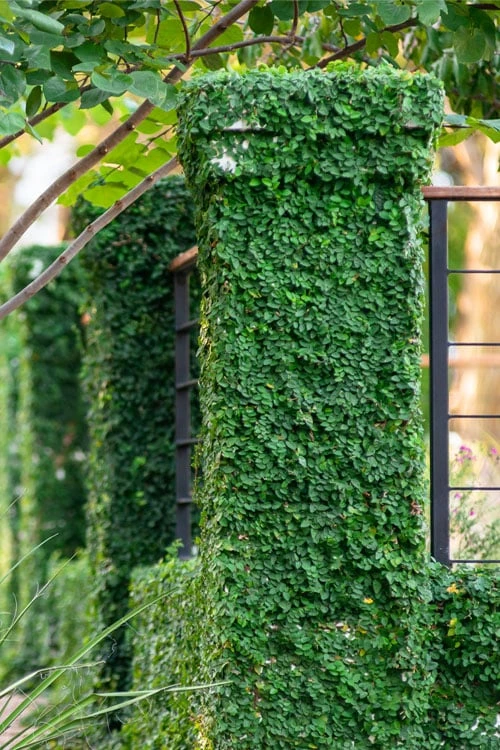 Creeping Fig (Ficus Pumila) - 10 Pack Of Pint Pots 3 Creeping Fig (Ficus Pumila) - 10 Pack Of Pint Pots