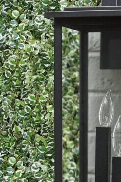 Variegated Creeping Fig (Ficus Pumila 'Variegata') - 10 Pack Of 4" Pint Pots 12 Variegated Creeping Fig (Ficus Pumila 'Variegata') - 10 Pack Of 4" Pint Pots -Flowers World Shop ficus pumila variegata creeping fig 101