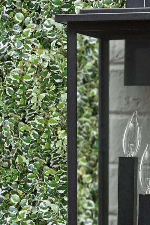 Variegated Creeping Fig (Ficus Pumila 'Variegata') - 10 Pack Of 4" Pint Pots 6 Variegated Creeping Fig (Ficus Pumila 'Variegata') - 10 Pack Of 4" Pint Pots - Image 4