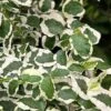 Variegated Creeping Fig (Ficus Pumila 'Variegata') - 10 Pack Of 4" Pint Pots 1 Variegated Creeping Fig (Ficus Pumila 'Variegata') - 10 Pack Of 4" Pint Pots -Flowers World Shop ficus pumila variegata creeping fig 103