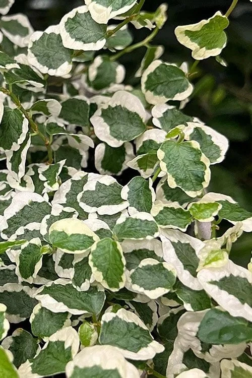 Variegated Creeping Fig (Ficus Pumila 'Variegata') - 10 Pack Of 4" Pint Pots 3 Variegated Creeping Fig (Ficus Pumila 'Variegata') - 10 Pack Of 4" Pint Pots