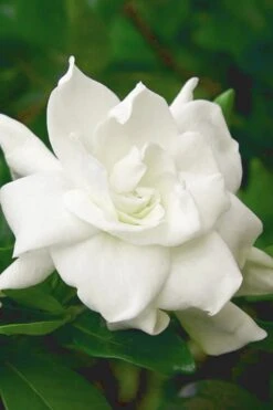 August Beauty Gardenia (Single Trunk Topiary Tree) - 5 Gallon Pot -Flowers World Shop gardenia august beauty 5 500x750 2