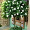 August Beauty Gardenia (Single Trunk Topiary Tree) - 5 Gallon Pot -Flowers World Shop gardenia august beuaty tree 5