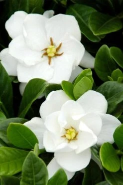 Buttons Gardenia - 3 Gallon Pot -Flowers World Shop gardenia buttons 1