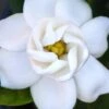 Buttons Gardenia - 3 Gallon Pot -Flowers World Shop gardenia buttons 2