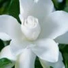 Celestial Star Gardenia - 1 Gallon Pot -Flowers World Shop gardenia celestial star 1