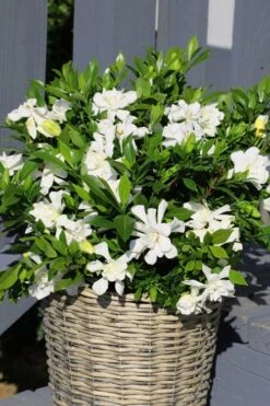 Celestial Star Gardenia - 1 Gallon Pot -Flowers World Shop gardenia celestial star 3