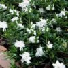 Radicans Creeping Dwarf Gardenia - 1 Gallon Pot -Flowers World Shop gardenia creeping 22 1