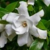 Fool Proof Gardenia - 3 Gallon Pot -Flowers World Shop gardenia fool proof 1 1