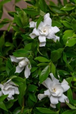 Fool Proof Gardenia - 2 Gallon Pot 9 Fool Proof Gardenia - 2 Gallon Pot -Flowers World Shop gardenia fool proof 4