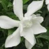 Frost Proof Gardenia - 3 Gallon Pot -Flowers World Shop gardenia frost proof 15