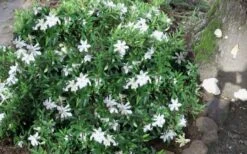 Frost Proof Gardenia - 1 Gallon Pot -Flowers World Shop gardenia frost proof 50 2