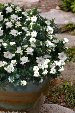 Buttons Gardenia - 1 Gallon Pot 10 Buttons Gardenia - 1 Gallon Pot -Flowers World Shop gardenia jasminoides buttons 10 2