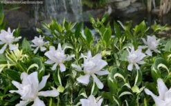 Crescent Moon Dwarf Gardenia - 1 Gallon Pot -Flowers World Shop gardenia jasminoides crescent moon dwarf creeping 2