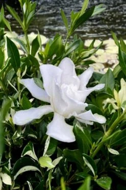 Crescent Moon Dwarf Gardenia - 6 Pack Of 1 Gallon Pots -Flowers World Shop gardenia jasminoides crescent moon dwarf creeping 6 1