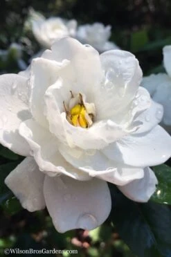 Crown Jewel Gardenia - 6-Pack Of 1 Gallon Pots -Flowers World Shop gardenia jasminoides crown jewel 11