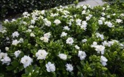 Crown Jewel Gardenia - 1 Gallon Pot -Flowers World Shop gardenia jasminoides crown jewel 12 1