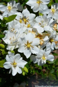 Snow Flurry Hardy Gardenia - 1 Gallon Pot -Flowers World Shop gardenia jasminoides snow flurry 2
