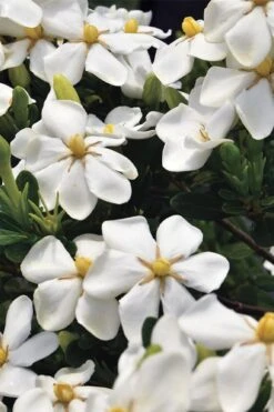 Snow Girl Hardy Dwarf Gardenia - 3 Gallon Pot -Flowers World Shop gardenia jasminoides snow girl 1