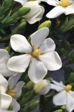 Snow Girl Hardy Dwarf Gardenia - 3 Gallon Pot -Flowers World Shop gardenia jasminoides snow girl 2