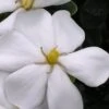 Snow Girl Hardy Dwarf Gardenia - 3 Gallon Pot -Flowers World Shop gardenia jasminoides snow girl 4