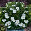 Snow Globe Gardenia - 3 Gallon Pot -Flowers World Shop gardenia jasminoides snow globe 1