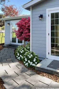 Snow Globe Gardenia - 1 Gallon Pot -Flowers World Shop gardenia jasminoides snow globe 3 1