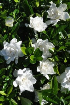 Snow Puff Hardy Gardenia - 3 Gallon Pot -Flowers World Shop gardenia jasminoides snow puff 2 1