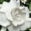 Snow Puff Hardy Gardenia - 3 Gallon Pot -Flowers World Shop gardenia jasminoides snow puff 4 1