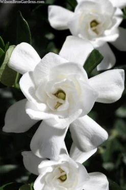 Steady As She Goes Hardy Gardenia - 3 Gallon Pot -Flowers World Shop gardenia jasminoides steady as she goes 1